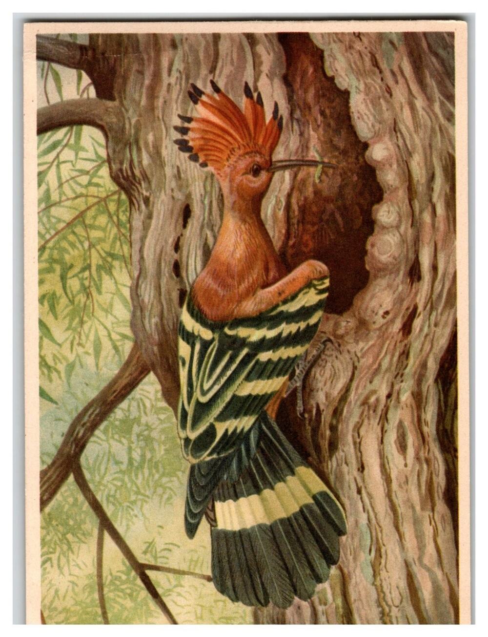 Vintage Hoopoe Bird Postcard Upupa Epops Chromolithograph Nature Wildlife